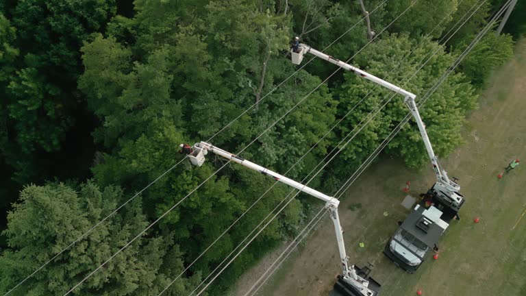 Newport, OR Tree Services Company