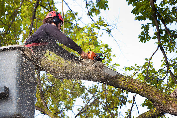  Newpt, OR Tree Services Pros